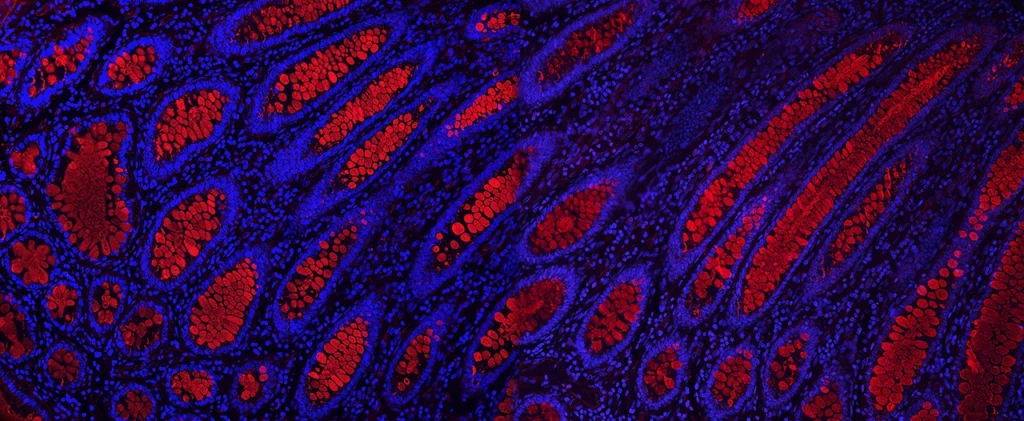 Fluorescent Dyes 1 B aal long