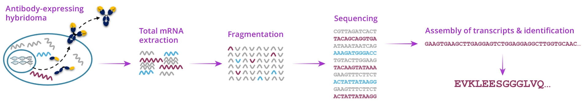 Custom Antibody Services 7 custom antibody services - hybridoma sequencing method